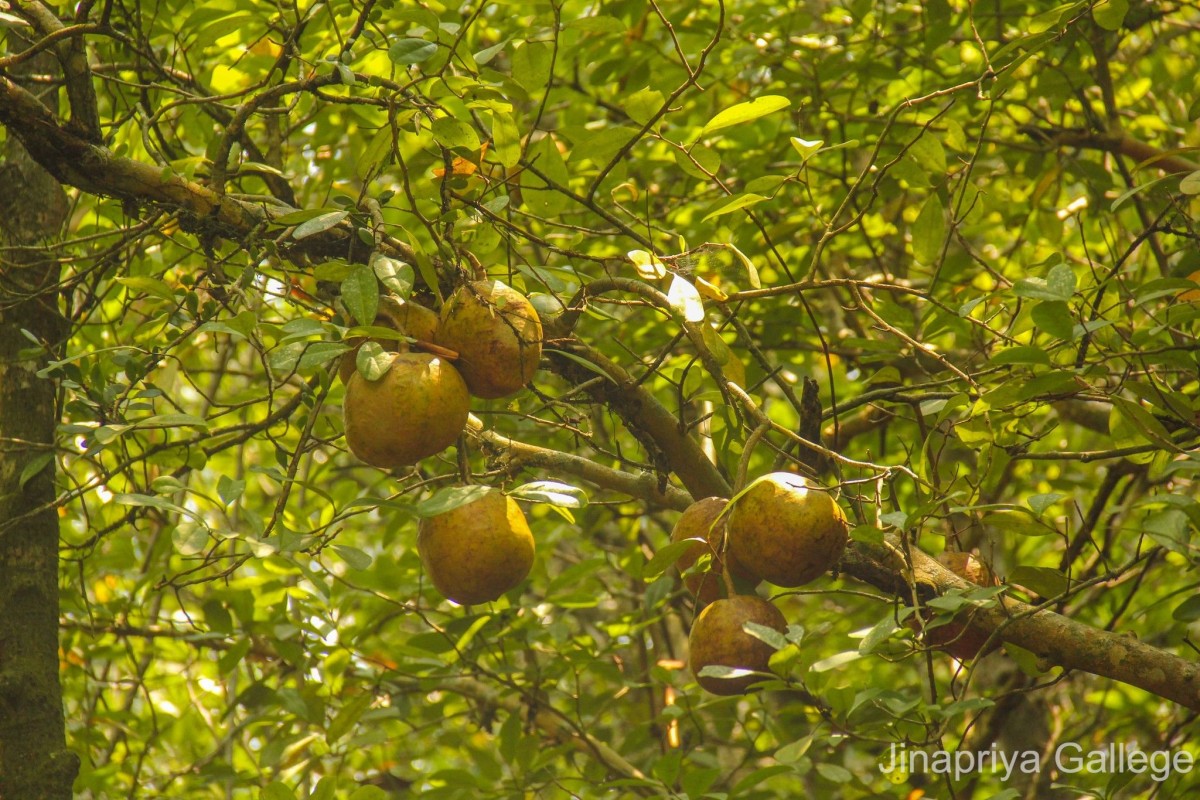 Xylocarpus granatum J.Koenig